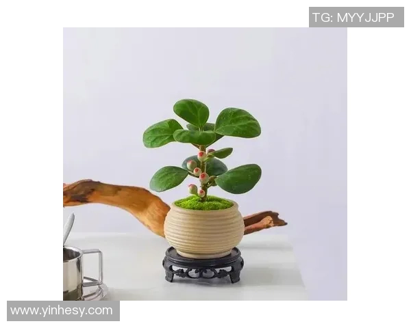 盆栽艺术：探索小空间中的绿意与生活美学结合之道